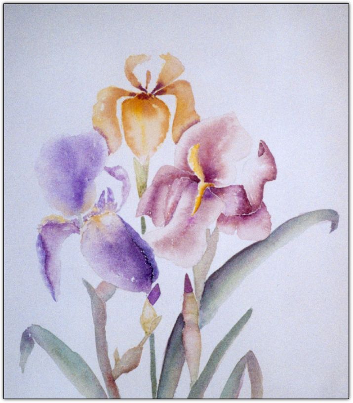 aq_nm_2002 iris